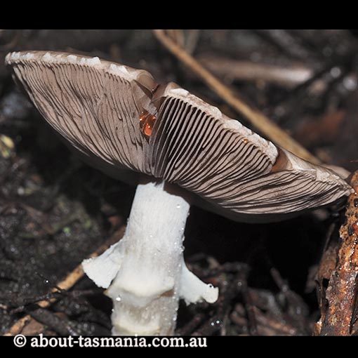 Agaricus 'pink stainer', Tasmania,  fungi