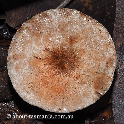 Agaricus 'pink stainer', Tasmania,  fungi