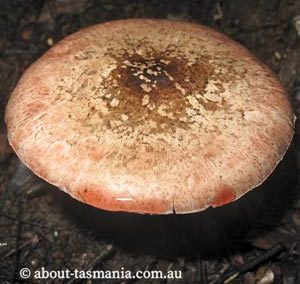 Agaricus ‘pink stainer’