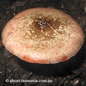 Agaricus ‘pink stainer’