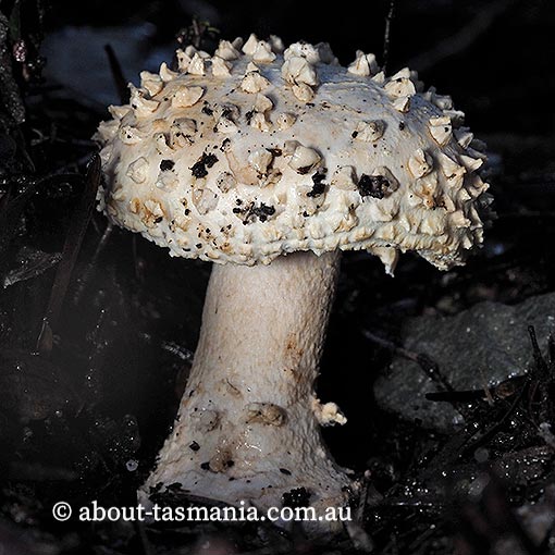 Amanita effusa, Tasmania, fungi