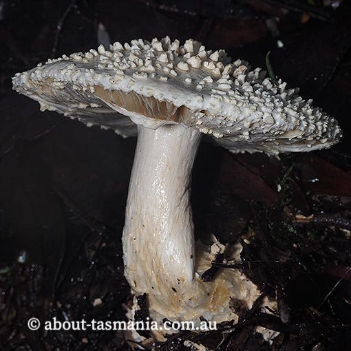 Amanita effusa, Tasmania, fungi