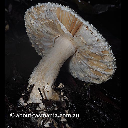 Amanita effusa, Tasmania, fungi