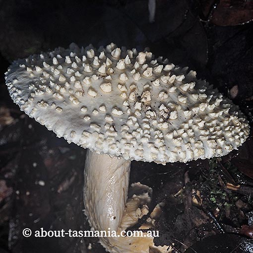 Amanita effusa, Tasmania, fungi