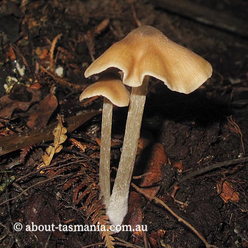 Entoloma brevispermum, Tasmania, fungi