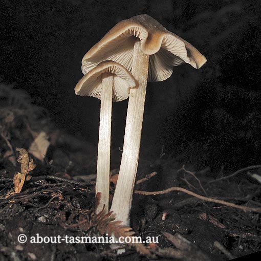 Entoloma brevispermum, Tasmania, fungi