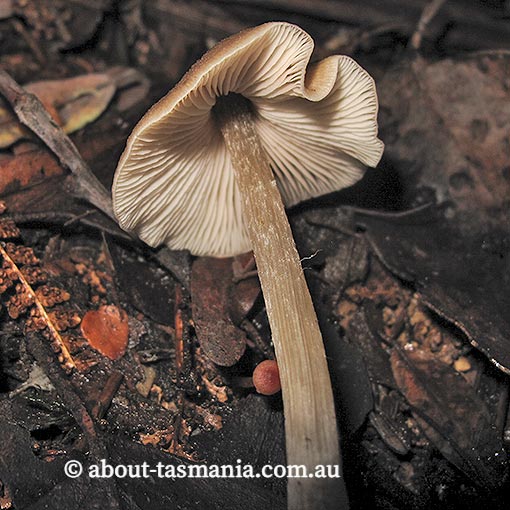 Entoloma brevispermum, Tasmania, fungi