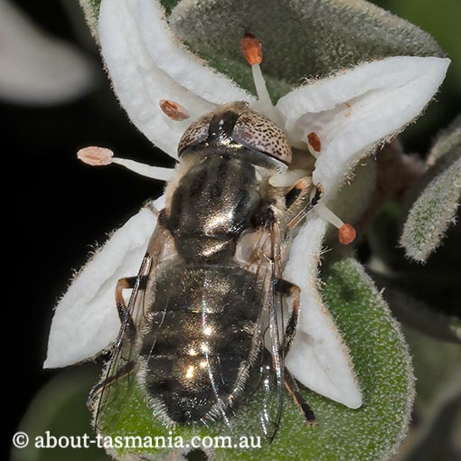 Common Lagoon Fly, Eristalinus aeneus, Syrphidae, Tasmania