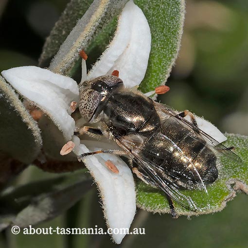 Common Lagoon Fly, Eristalinus aeneus, Syrphidae, Tasmania
