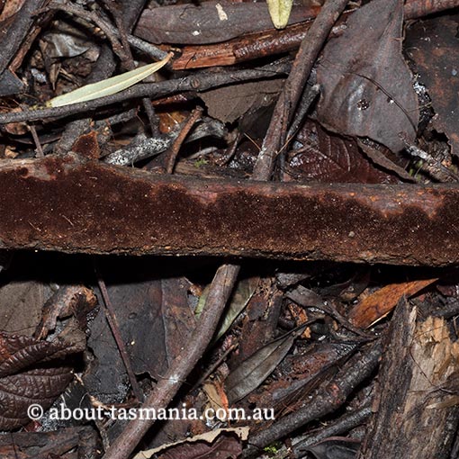Fomitiporia gatesii, Tasmania, fungi