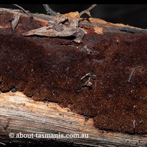 Fomitiporia gatesii, Tasmania, fungi