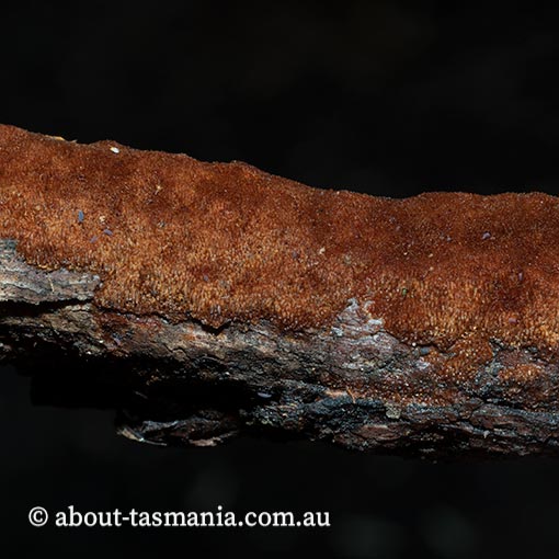 Fomitiporia gatesii, Tasmania, fungi