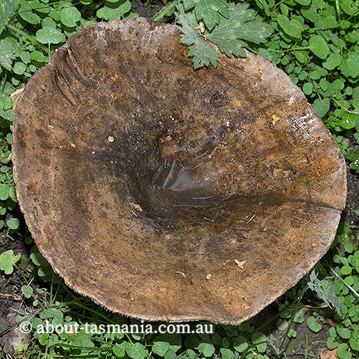 Lactarius plumbeus, Tasmania, fungi
