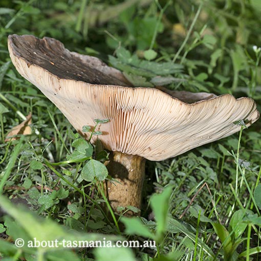 Lactarius plumbeus, Tasmania, fungi