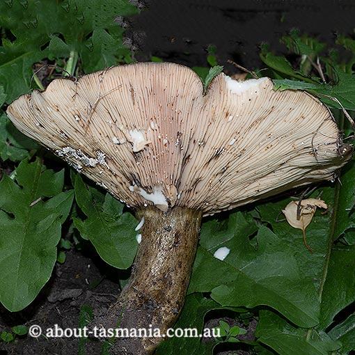 Lactarius plumbeus, Tasmania, fungi