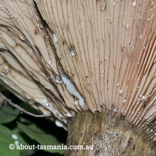Lactarius plumbeus, Tasmania, fungi
