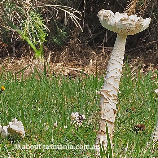 Amanita muscaria, Tasmania, fungi