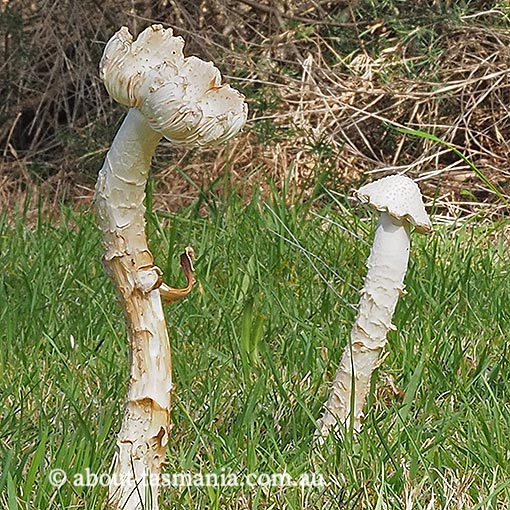 Amanita muscaria, Tasmania, fungi