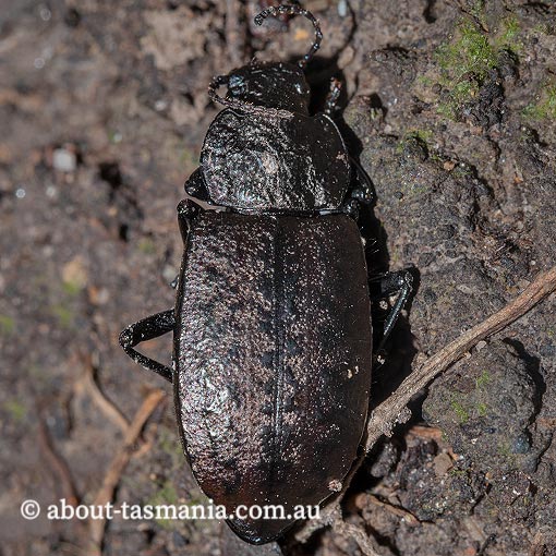 Coripera deplanata, Tenebrionidae, Darkling Beetles, Tasmania