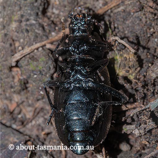 Coripera deplanata, Tenebrionidae, Darkling Beetles, Tasmania