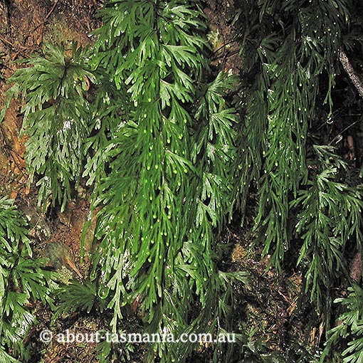 Hymenophyllum flabellatum, Shiny Filmy-fern, Tasmania