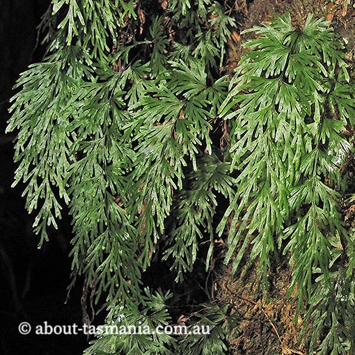 Hymenophyllum flabellatum, Shiny Filmy-fern, Tasmania
