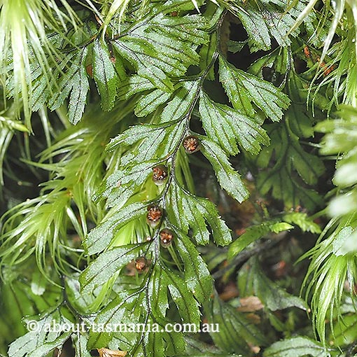 Hymenophyllum peltatum, Alpine Filmy-fern, Tasmania