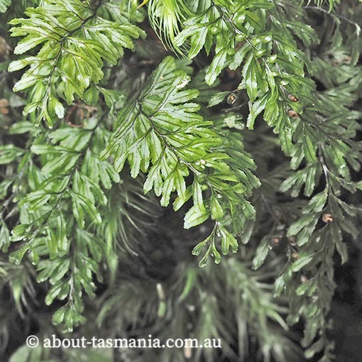 Hymenophyllum peltatum, Alpine Filmy-fern, Tasmania