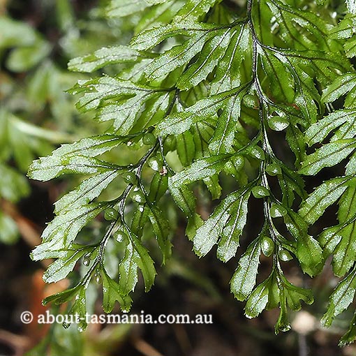 Hymenophyllum peltatum, Alpine Filmy-fern, Tasmania