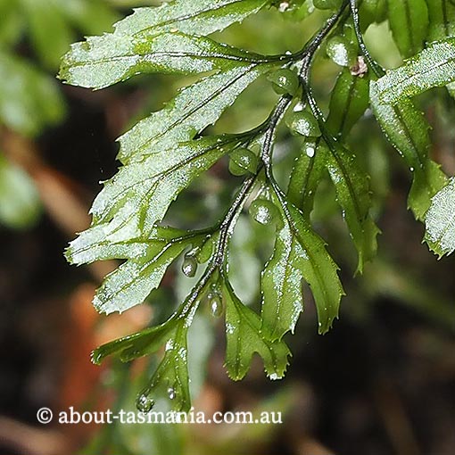 Hymenophyllum peltatum, Alpine Filmy-fern, Tasmania