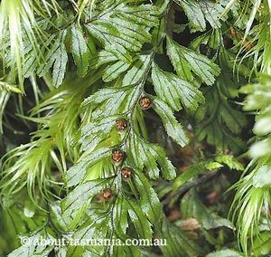 Hymenophyllum peltatum