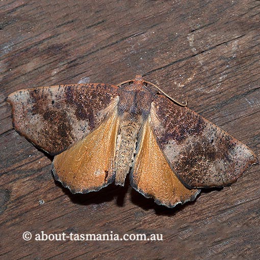 Mnesampela privata, Autumn gum moth, Geometridae, Tasmania, moth