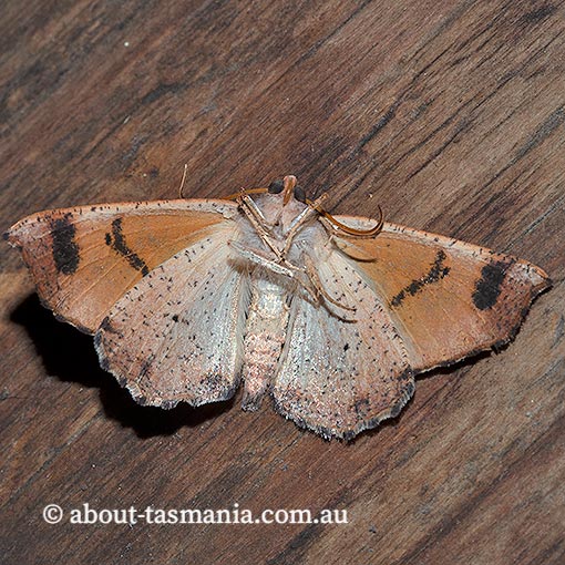 Mnesampela privata, Autumn gum moth, Geometridae, Tasmania, moth