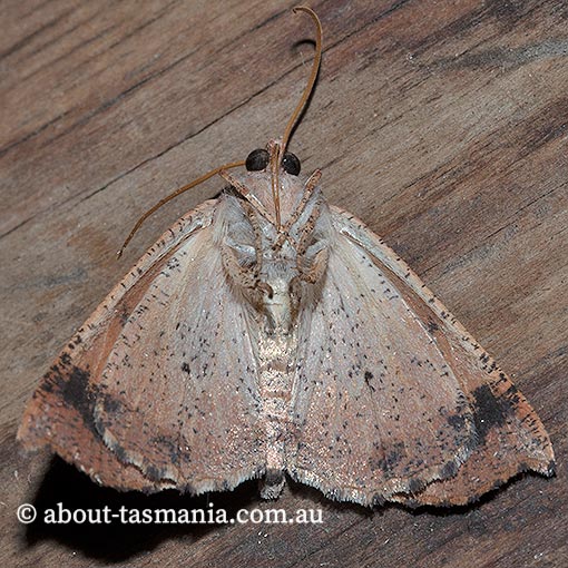 Mnesampela privata, Autumn gum moth, Geometridae, Tasmania, moth