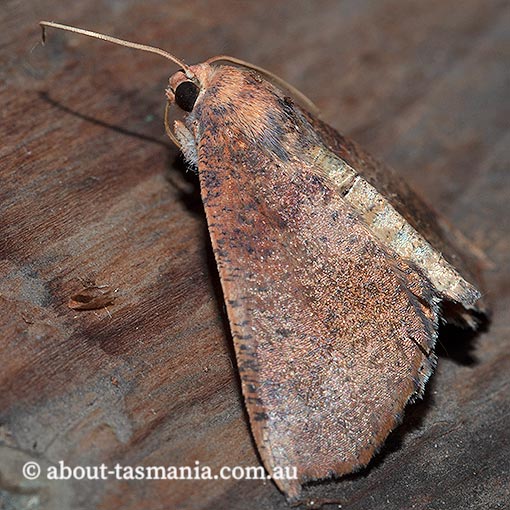 Mnesampela privata, Autumn gum moth, Geometridae, Tasmania, moth