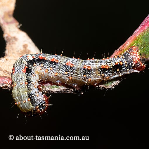 Mnesampela privata, Autumn gum moth, Geometridae, Tasmania, moth