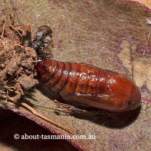 Mnesampela privata, Autumn gum moth, Geometridae, Tasmania, moth