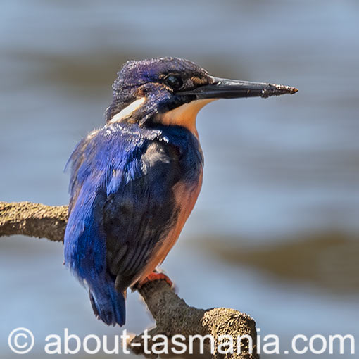 Tasmanian Azure Kingfisher, Ceyx azureus subsp. diemenensis, Tasmania