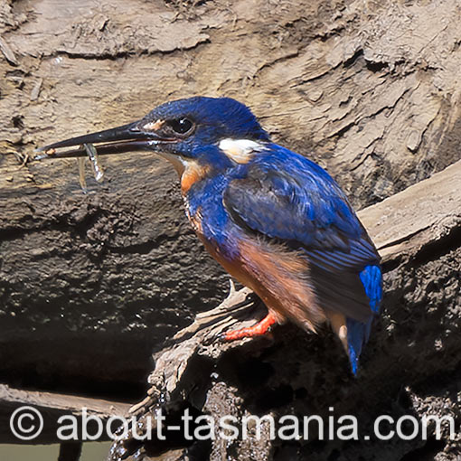 Tasmanian Azure Kingfisher, Ceyx azureus subsp. diemenensis, Tasmania