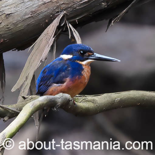 Tasmanian Azure Kingfisher, Ceyx azureus subsp. diemenensis, Tasmania