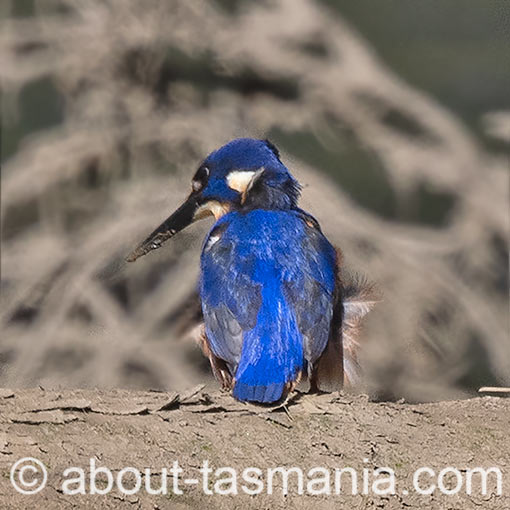 Tasmanian Azure Kingfisher, Ceyx azureus subsp. diemenensis, Tasmania