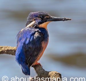 Tasmanian Azure Kingfisher