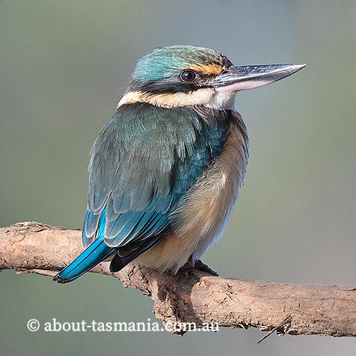 Sacred Kingfisher, Todiramphus sanctus, Tasmania