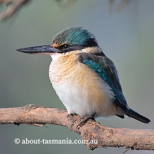 Sacred Kingfisher, Todiramphus sanctus, Tasmania