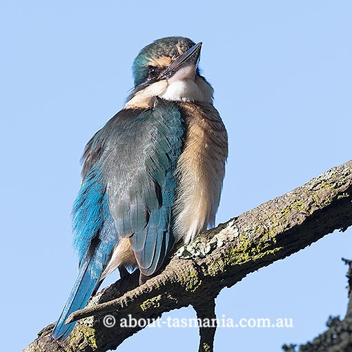 Sacred Kingfisher, Todiramphus sanctus, Tasmania
