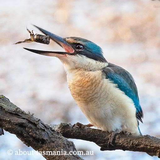 Sacred Kingfisher, Todiramphus sanctus, Tasmania