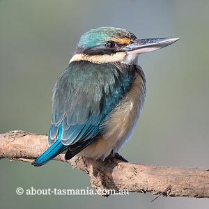 Sacred Kingfisher