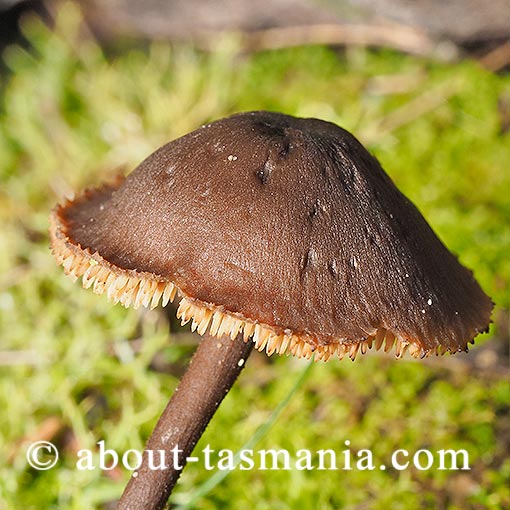 Auriscalpium sp., Tasmania, fungi