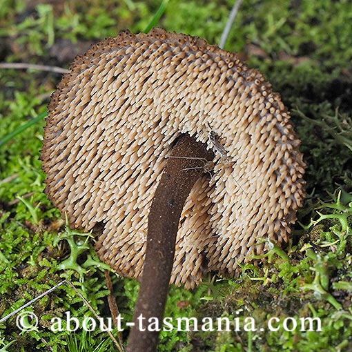 Auriscalpium sp., Tasmania, fungi