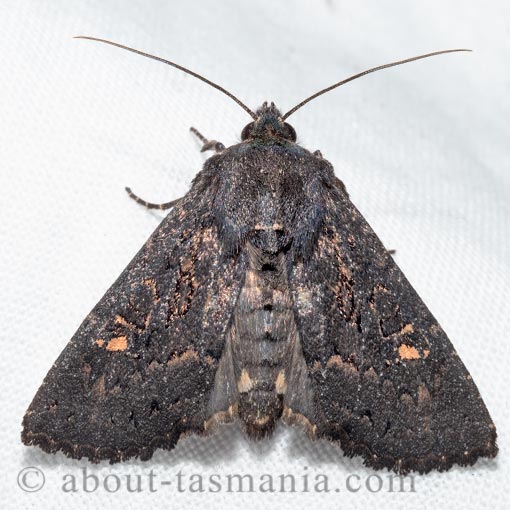 Neumichtis prolifera, Noctuidae, Tasmania, moth